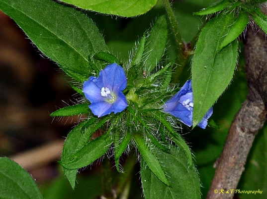 {Jacquemontia tamnifolia}
